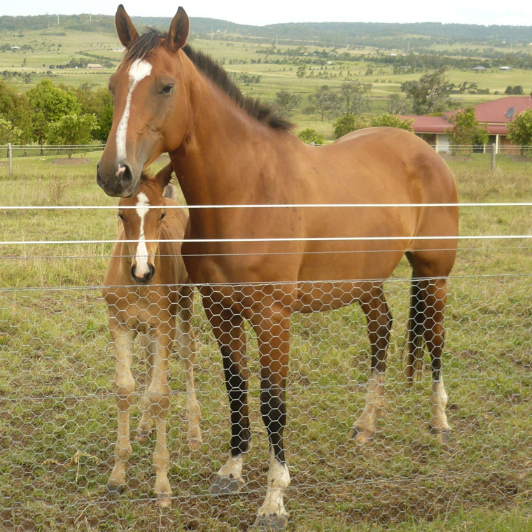 marefoal2