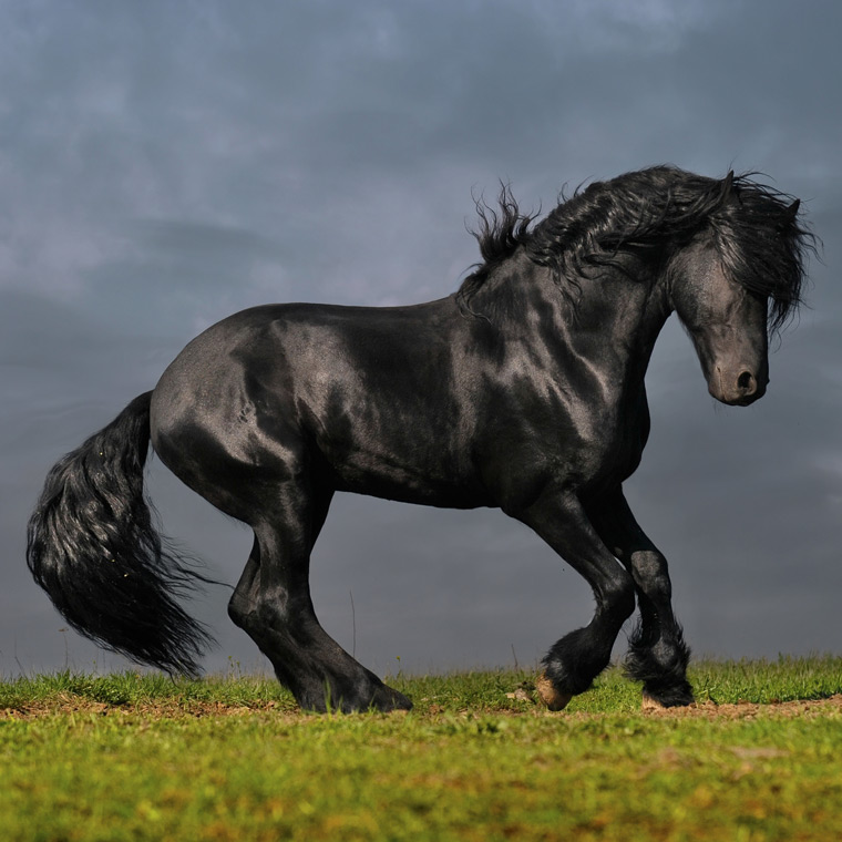 stallion